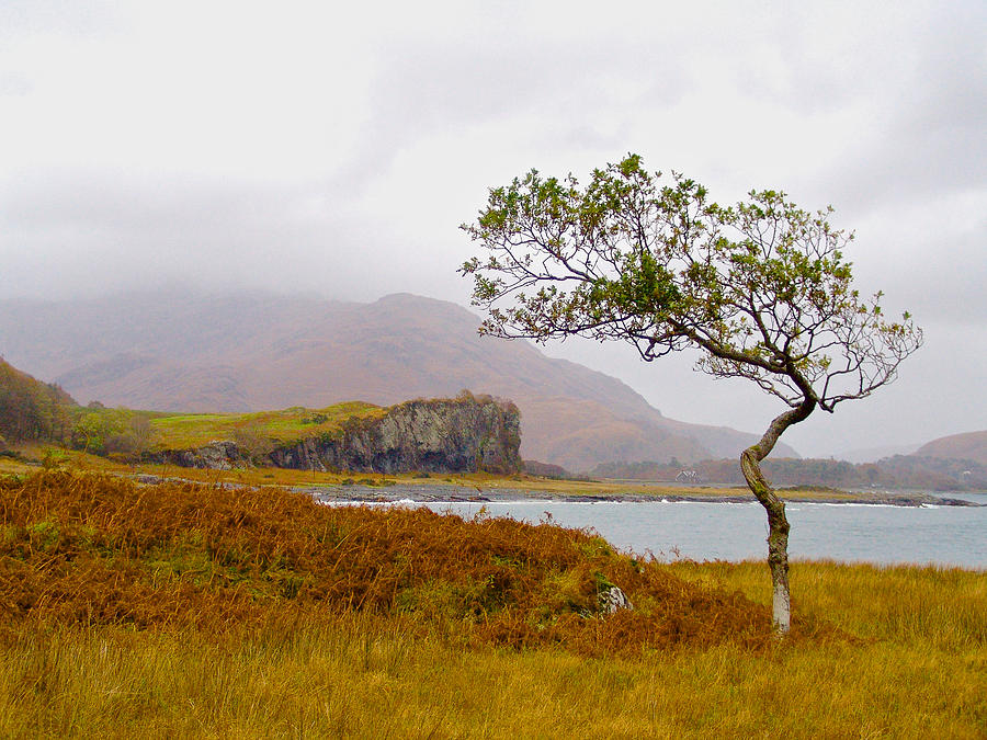 Bent Tree on Mull Photograph by Mark Egerton