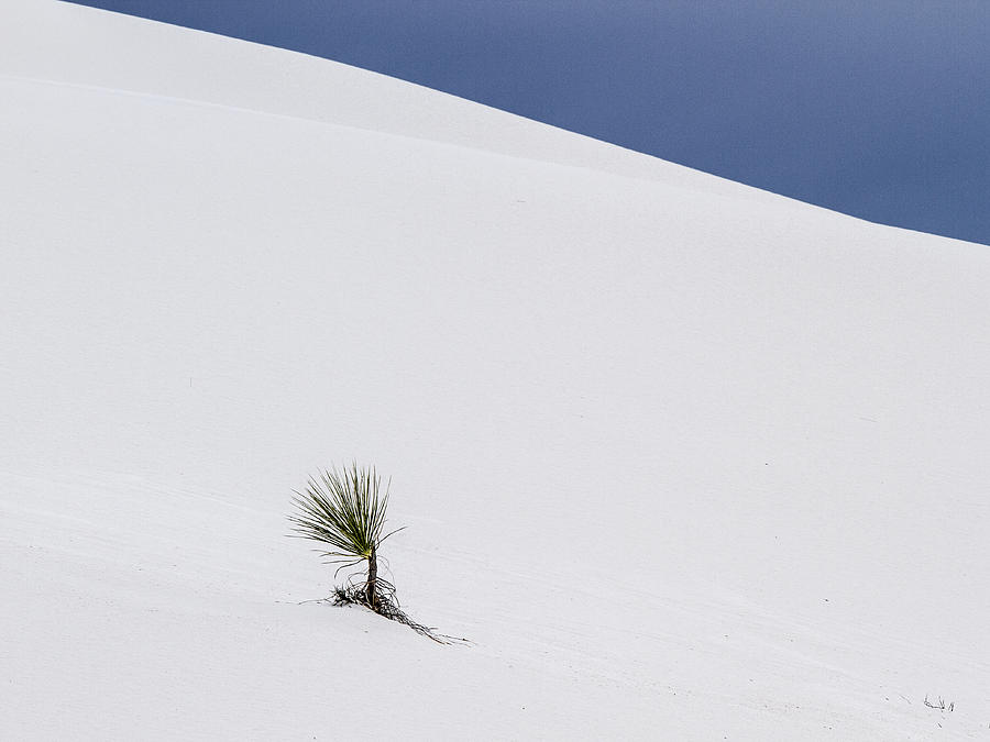 Bent Yucca at White Sands Photograph by Jean Noren