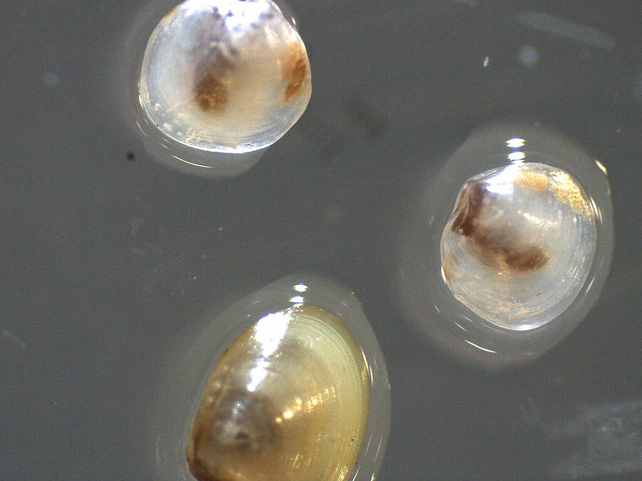 Benthic Bivalves Photograph by Carleton Ray
