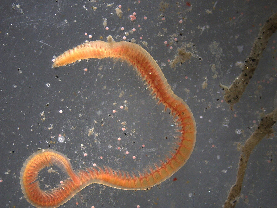 Benthic Bristle Worm Photograph by Carleton Ray