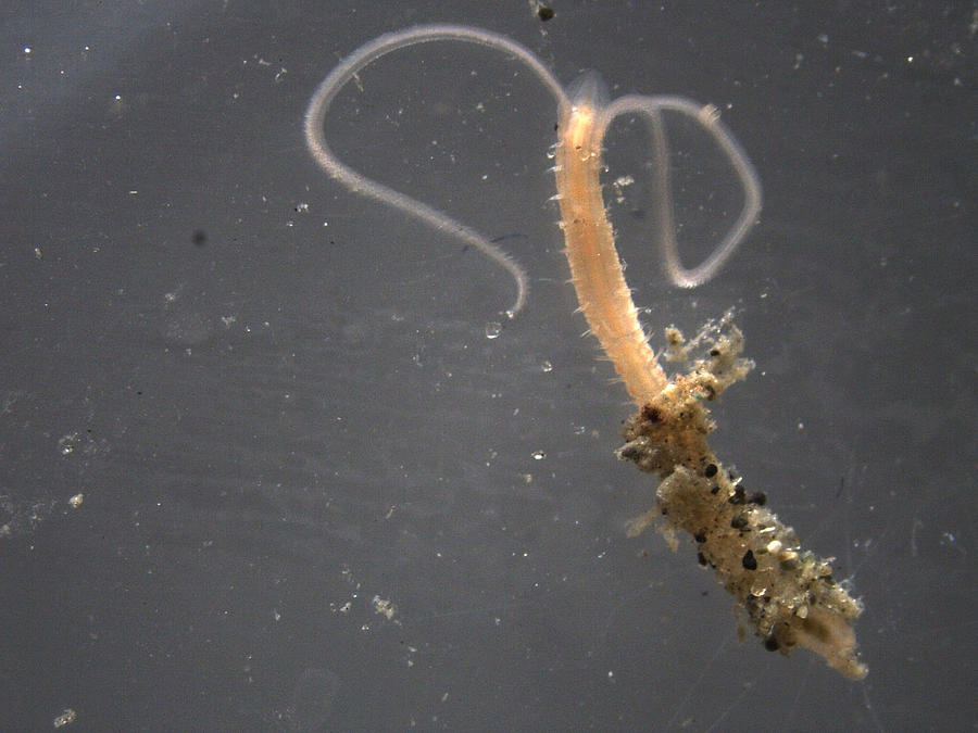 Benthic Worm Photograph by Carleton Ray