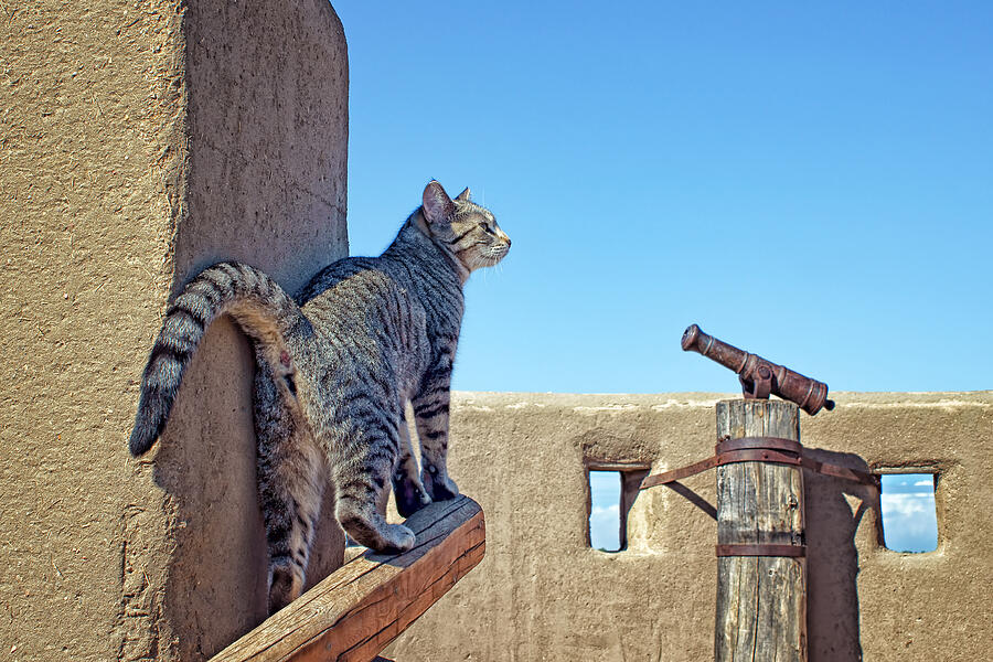 Cat Photograph - Bents Old Fort Cat by Nikolyn McDonald