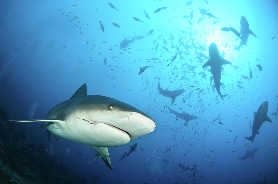Sharks Photograph - Beqa Shark Labs by Alexander Safonov