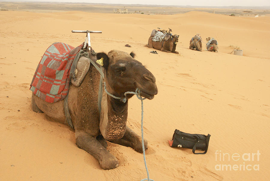 Berber Camel Caravan 1 Photograph by Ruth Hofshi