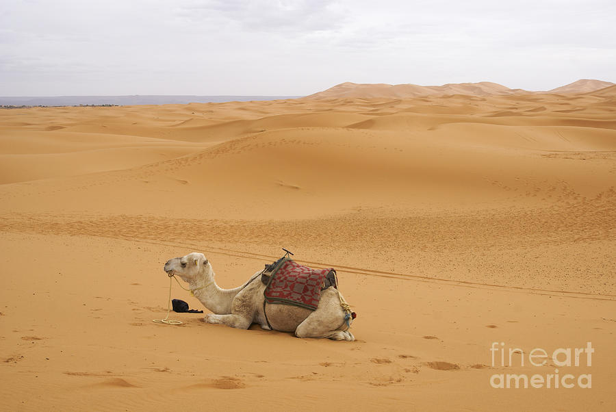 Berber Camel Caravan 5 Photograph by Ruth Hofshi