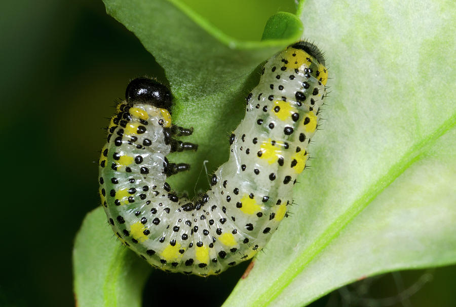 Berberis Sawfly Larva Photograph by Nigel Downer