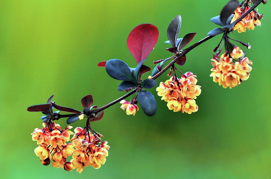 Spring Photograph - Berberis Thunbergii Atropurpurea Flowers by Colin Varndell