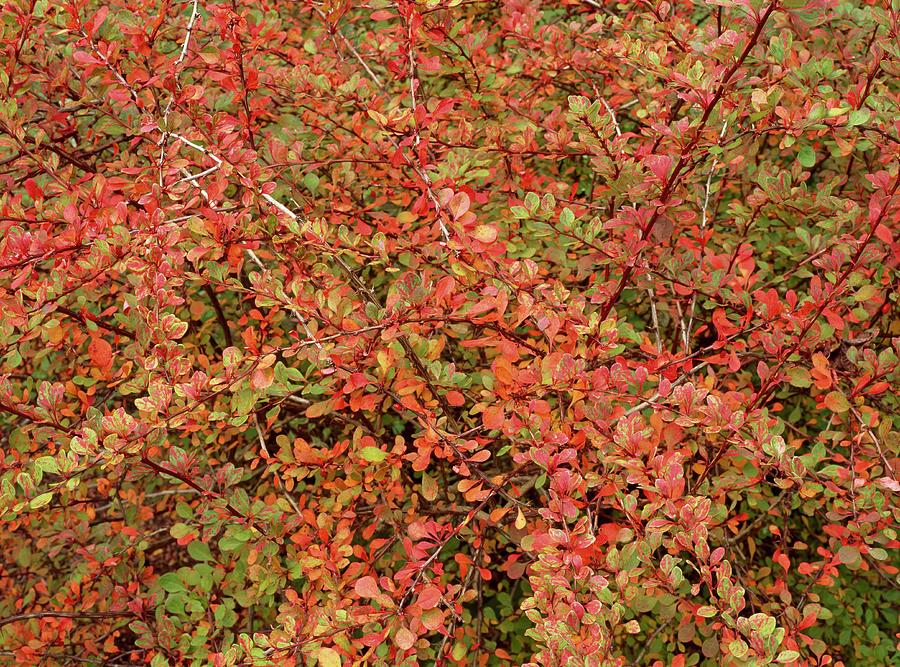 Fall Photograph - Berberis Thunbergii kelleriis by Geoff Kidd/science Photo Library