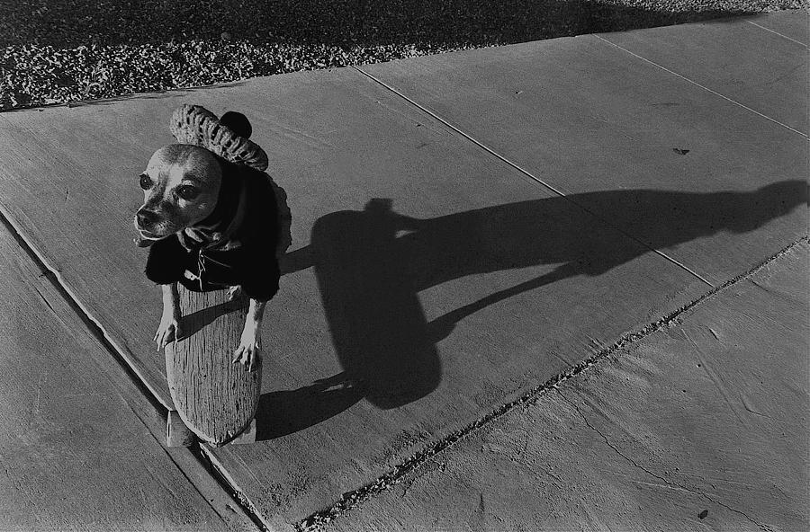 Beret chihuahua skateboard Tucson Arizona 1972 Photograph by David Lee Guss