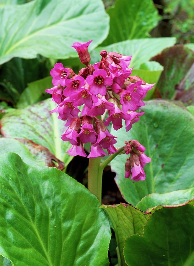Bergenia sunningdale Photograph by Geoff Kidd/science Photo Library