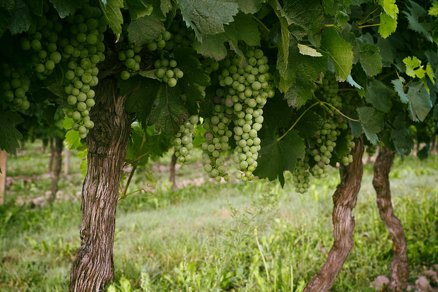 Grape Photograph - Bergerac Grapes by Georgia Clare