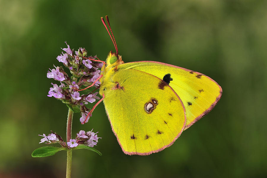 Bergers Clouded Yellow Butterfly Photograph by Thomas Marent
