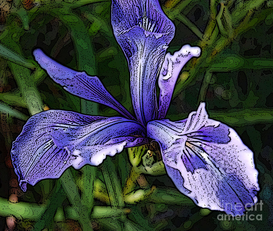 Berkeley Iris by Victoria Page Berkeley Iris by Victoria Page