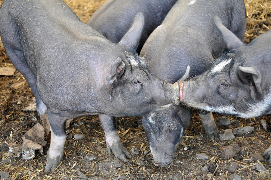 Berkshire Pigs Touching Snouts Photograph by Bonnie Sue Rauch