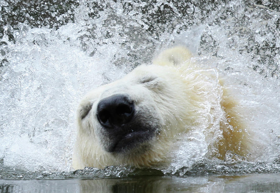 Berlin Zoo Receives New Polar Bear Photograph by Sean Gallup