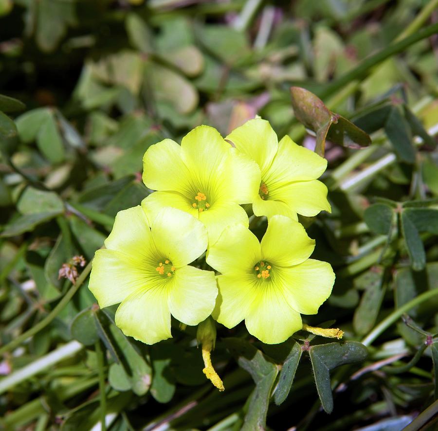 Flower Photograph - Bermuda Buttercup (oxalis Pes-caprae) by Pascal Goetgheluck/science Photo Library