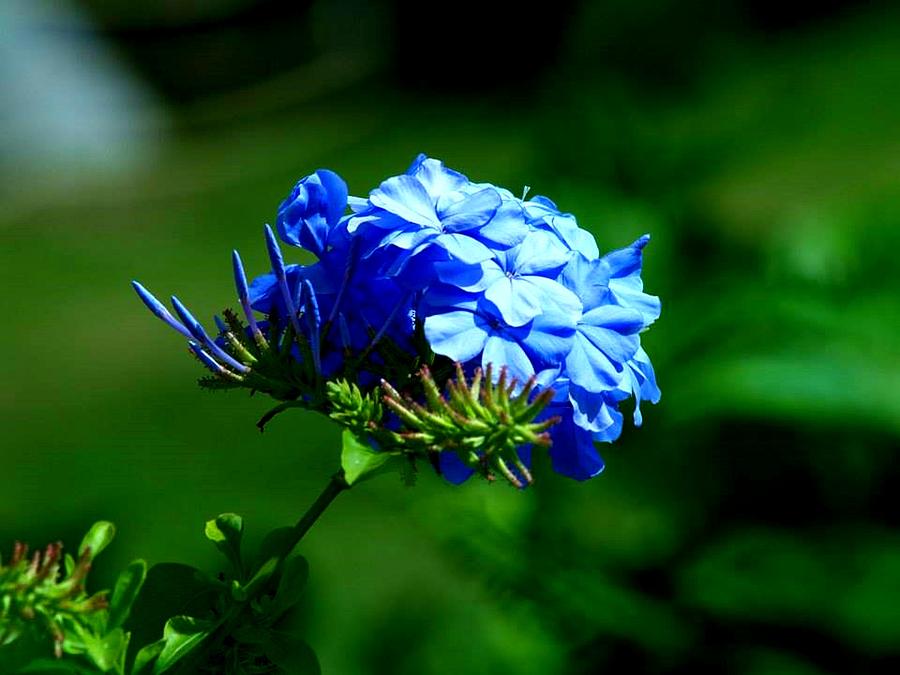 Bermuda Flower Photograph by Patricia SymondsPowell Pixels