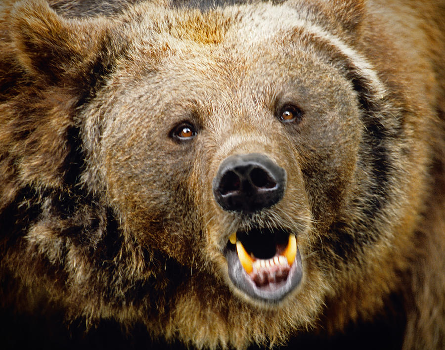 Bern bear Photograph by Dennis Cox