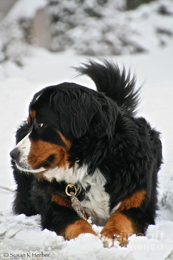 Winter Photograph - Berner Weather by Susan Herber