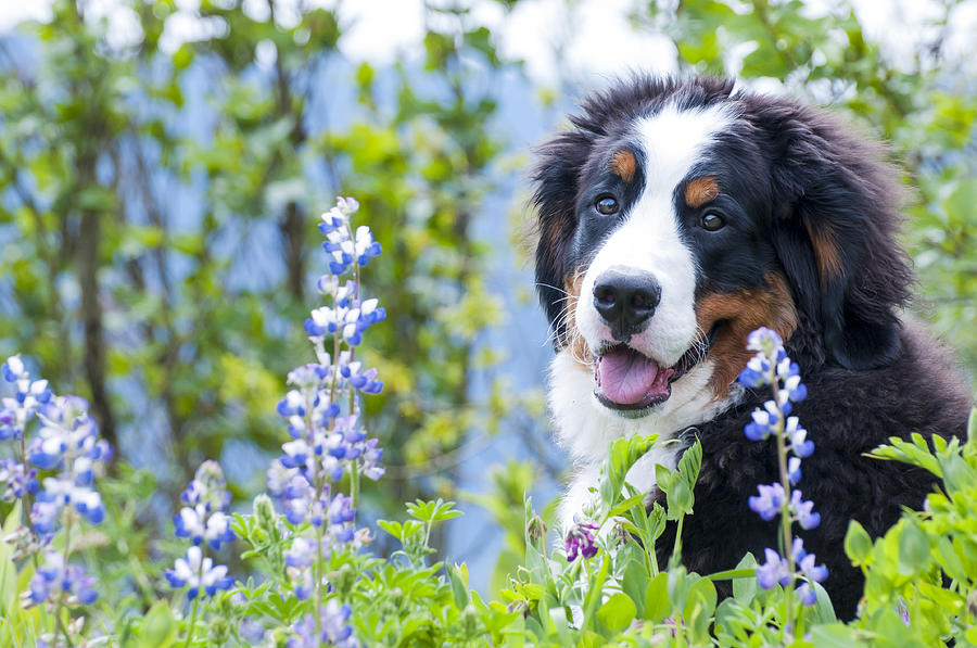 Spring Pictures With Dogs