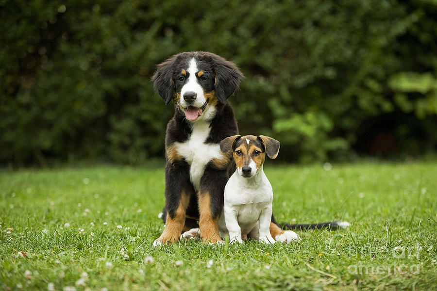 Bernese Mountain Jack Russell Puppies Photograph By Jean Michel Labat