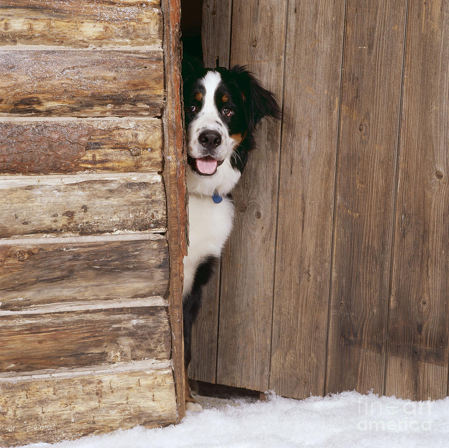 Bernese Mountain Dog At Log Cabin Door Photograph by John Daniels