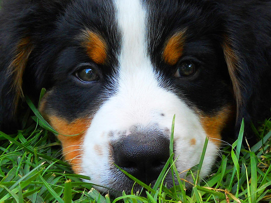 bernese mountain dog t shirts