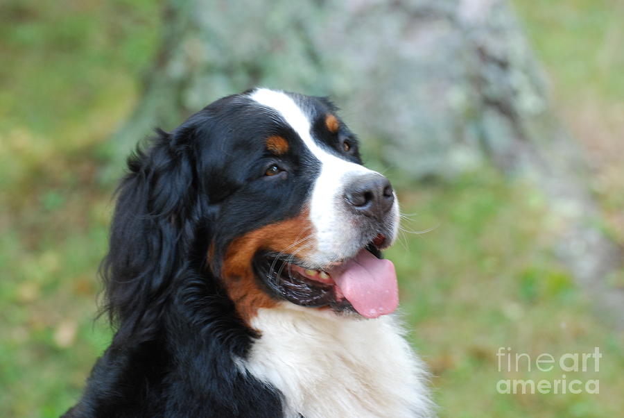 Bernese Mountain Dog Portrait Photograph by DejaVu Designs