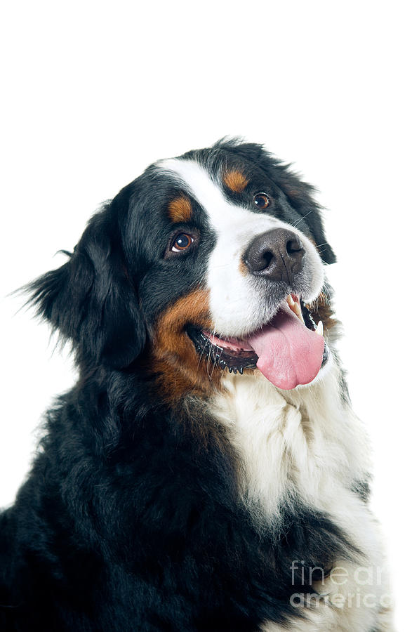 Animal Photograph - Bernese Mountain Dog by Viktor Pravdica Animal Photograph - Bernese Mountain Dog by Viktor Pravdica