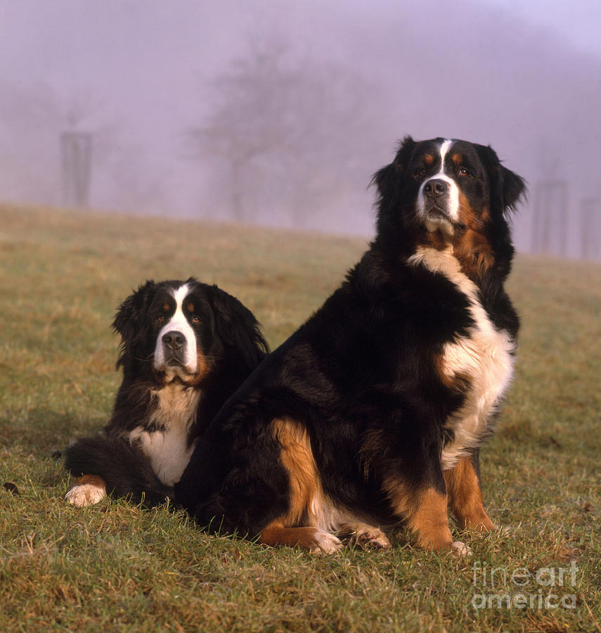 Bernese Mountain Dogs Photograph by Hans Reinhard
