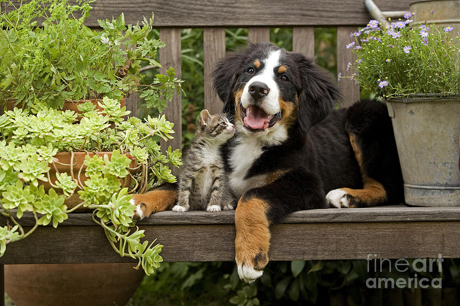 Bernese Mountain Puppy And Kitten Photograph by Jean-Michel Labat