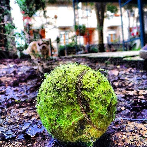 Nature Photograph - Bernys Ball!!!!!!! :) by Christian Fabri