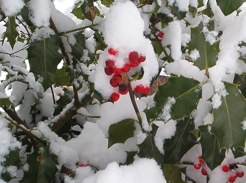 Berried In Snow Photograph by Wayne Enslow