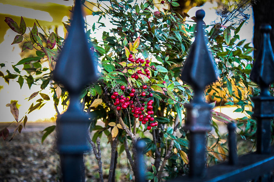 Berries and Iron Photograph by Jeff Mize