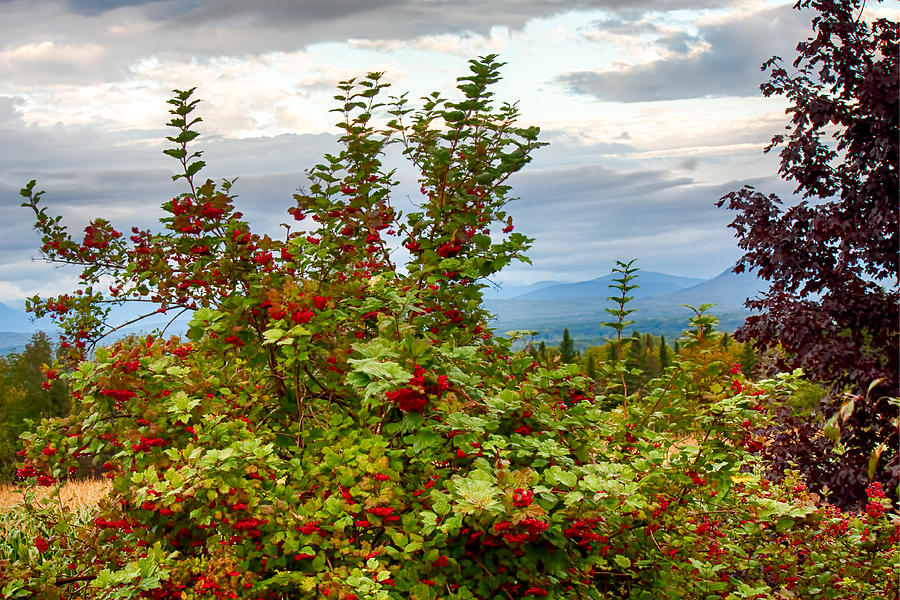 Berries and Mountain View Photograph by Fred Larson