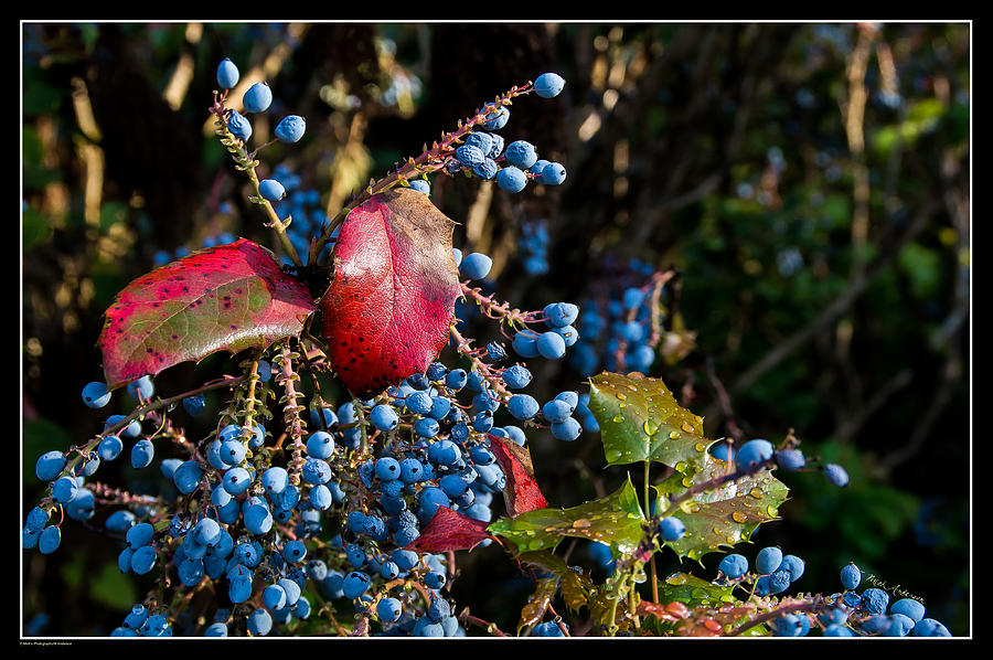 Berries And Red Leaves After The Rain Photograph