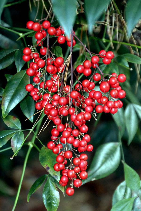 Red Berries - Green Leaves Photograph by Bob Slitzan