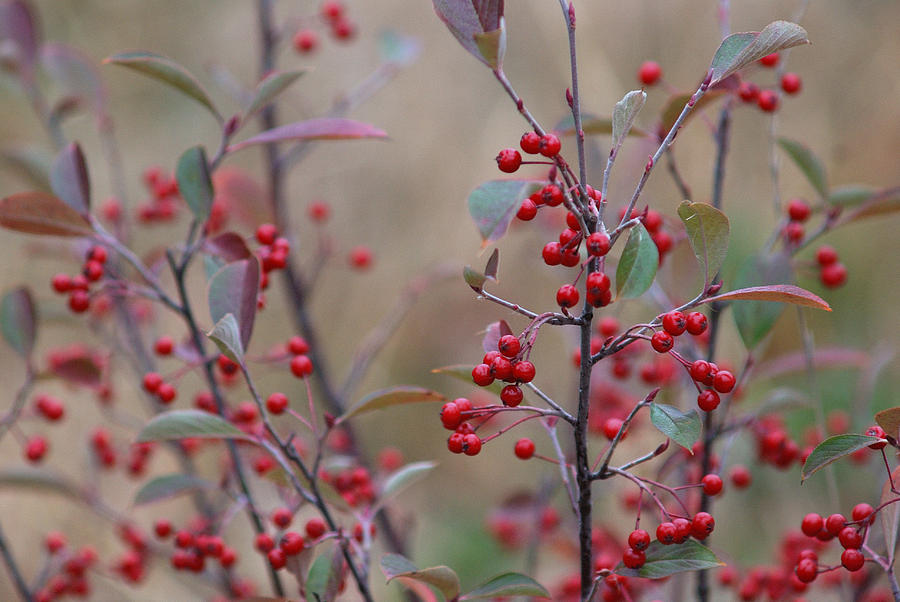 Berries For The Birds Photograph by Janice Adomeit