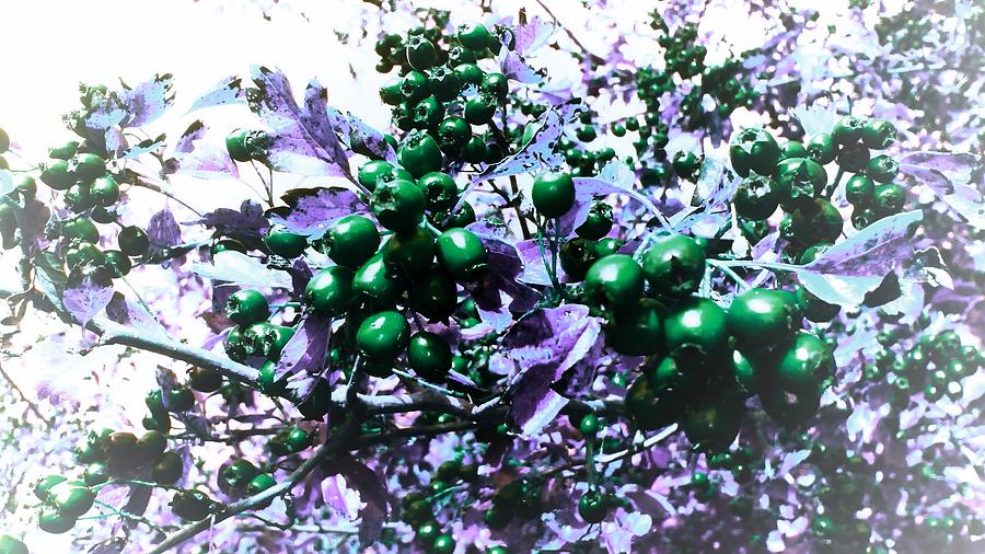 Berries Green Edit Photograph by Candy Floss Happy