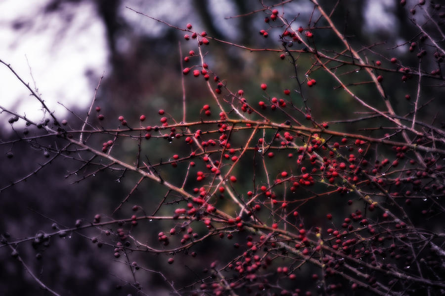 Berries  Mixed Media by Heather L Wright