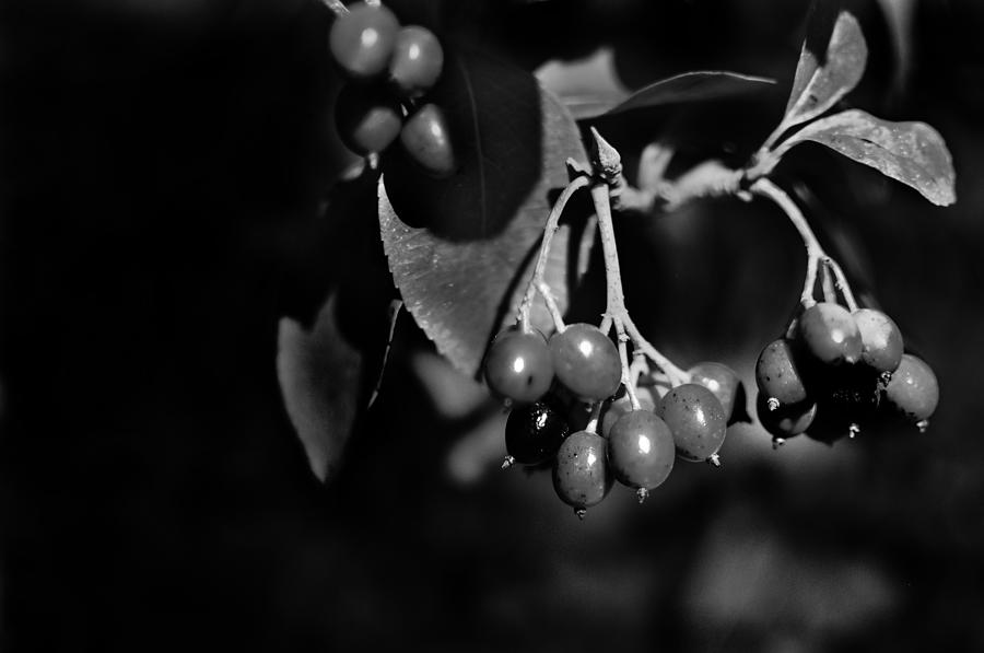 Berries in Black and White Photograph by Maggy Marsh