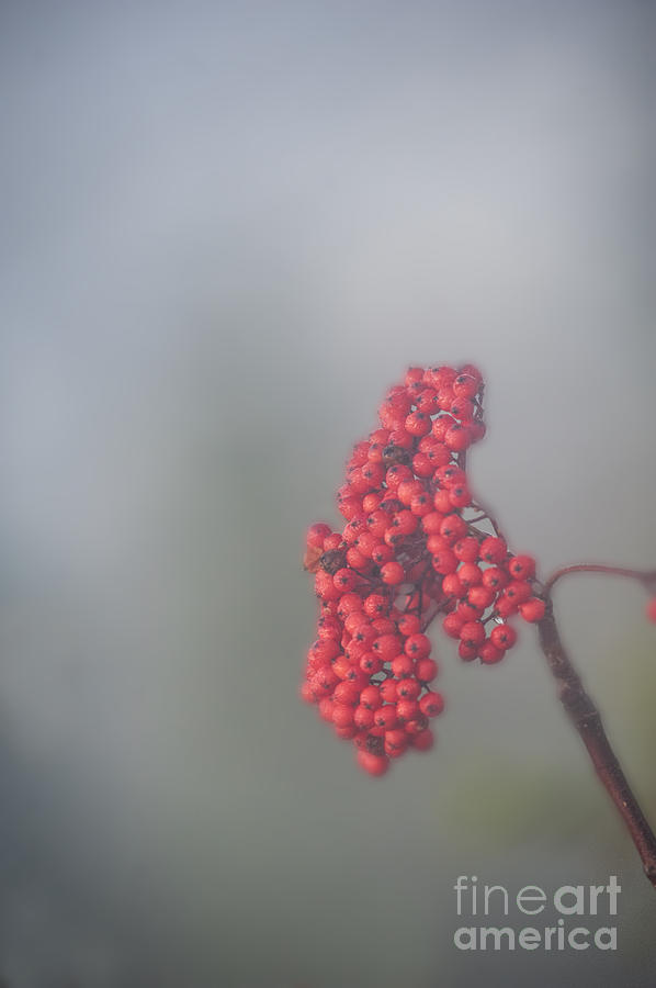 Berries in fog Photograph by Dan Friend