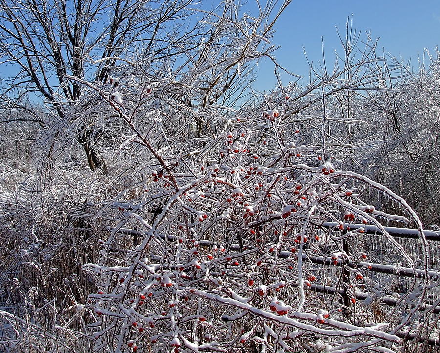 Bare Photograph - Berries in Ice by Susan Wyman