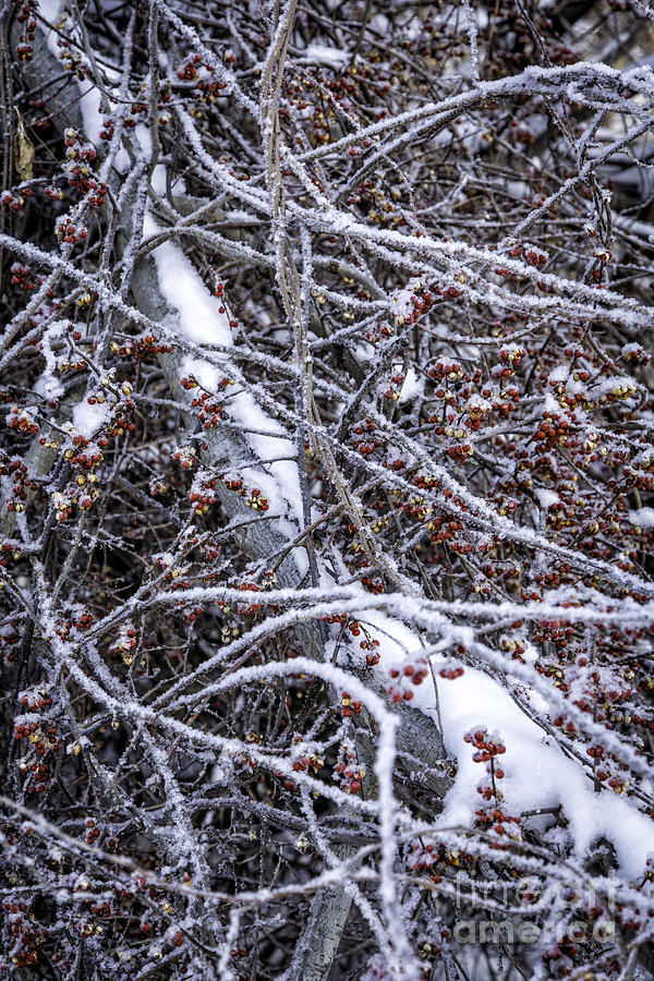 Berries In Snow 1 Photograph by Timothy Hacker