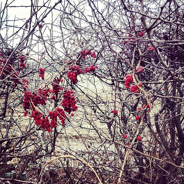 Winter Photograph - Berries In The Hedgerow by Nic Squirrell