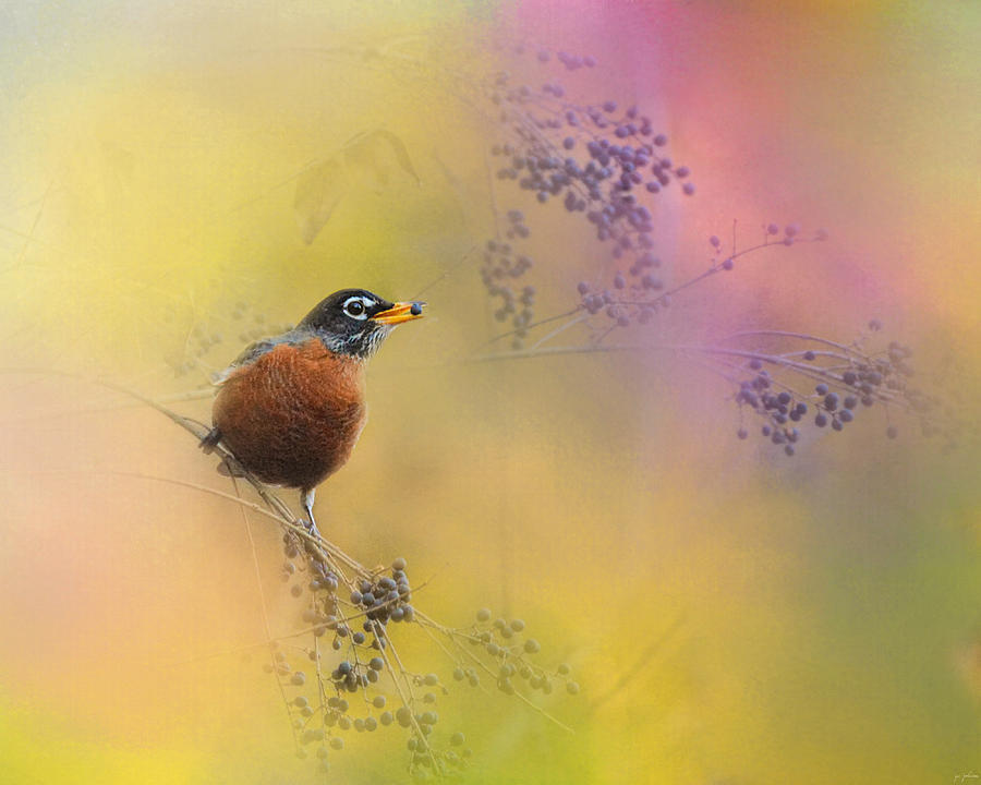 Bird Photograph - Berries In The Woods by Jai Johnson