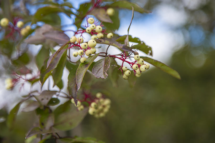 Berries in Tree Photograph by John McGraw