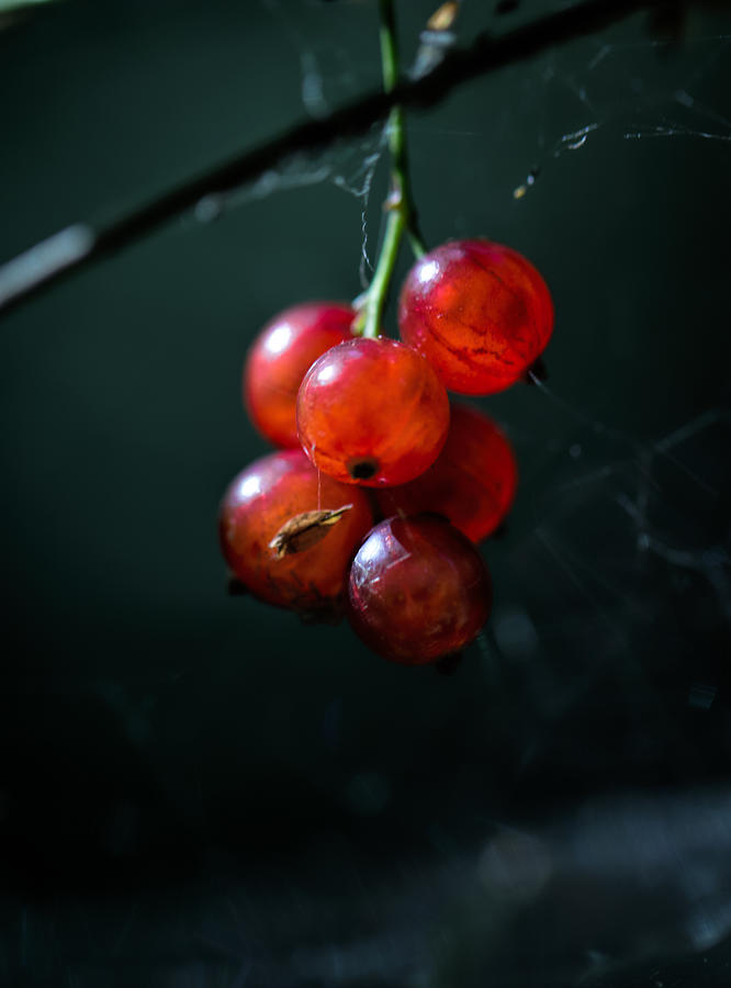 Berries Photograph by Leif Sohlman