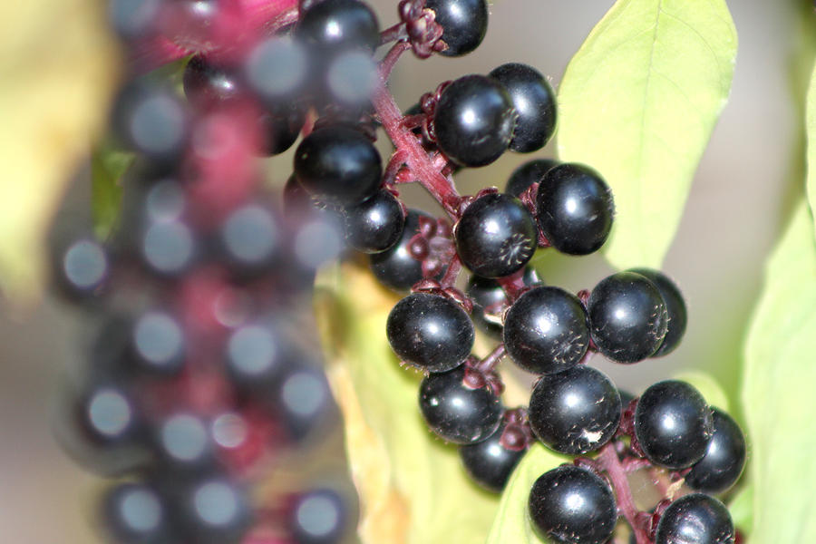 Nature Photograph - Berries by Michele Wilson