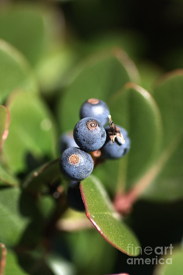 Berries Of Blue Photograph by Joy Watson